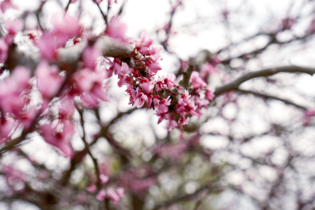 Weekend to do: A Scenic Walk around the Riverwalk in Conway